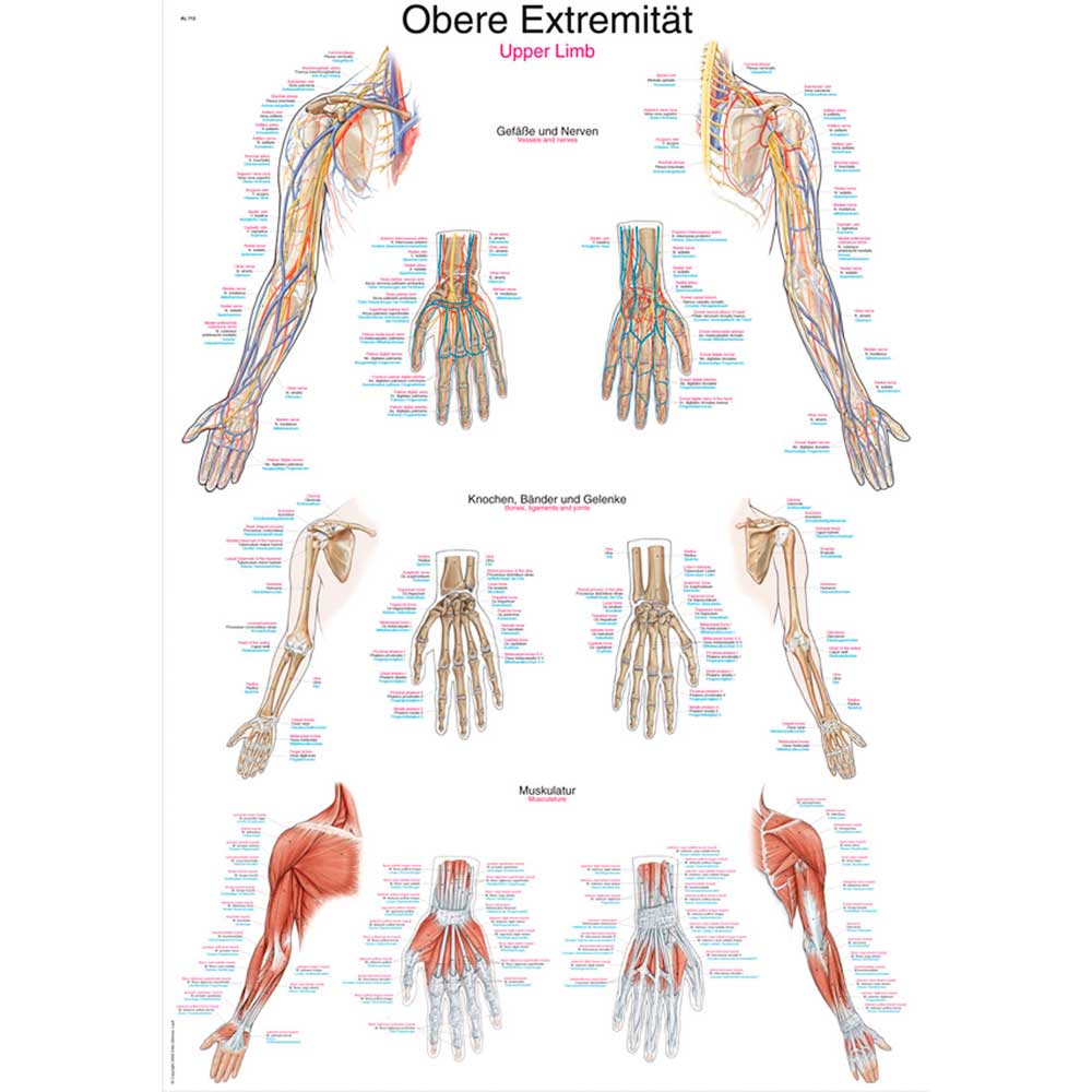 Erler Zimmer Anatomical Chart "Upper Limb", 70x100cm