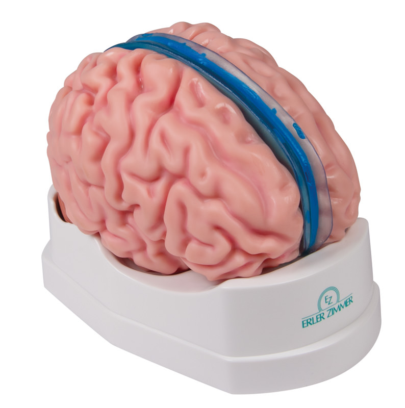 Brain model Erler Zimmer, 5-piece, life-size, incl. Teaching map