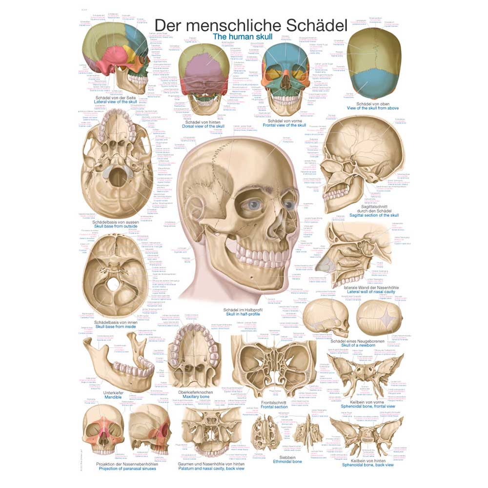 Erler Zimmer Anatomical Chart "The Skull", 70x100cm