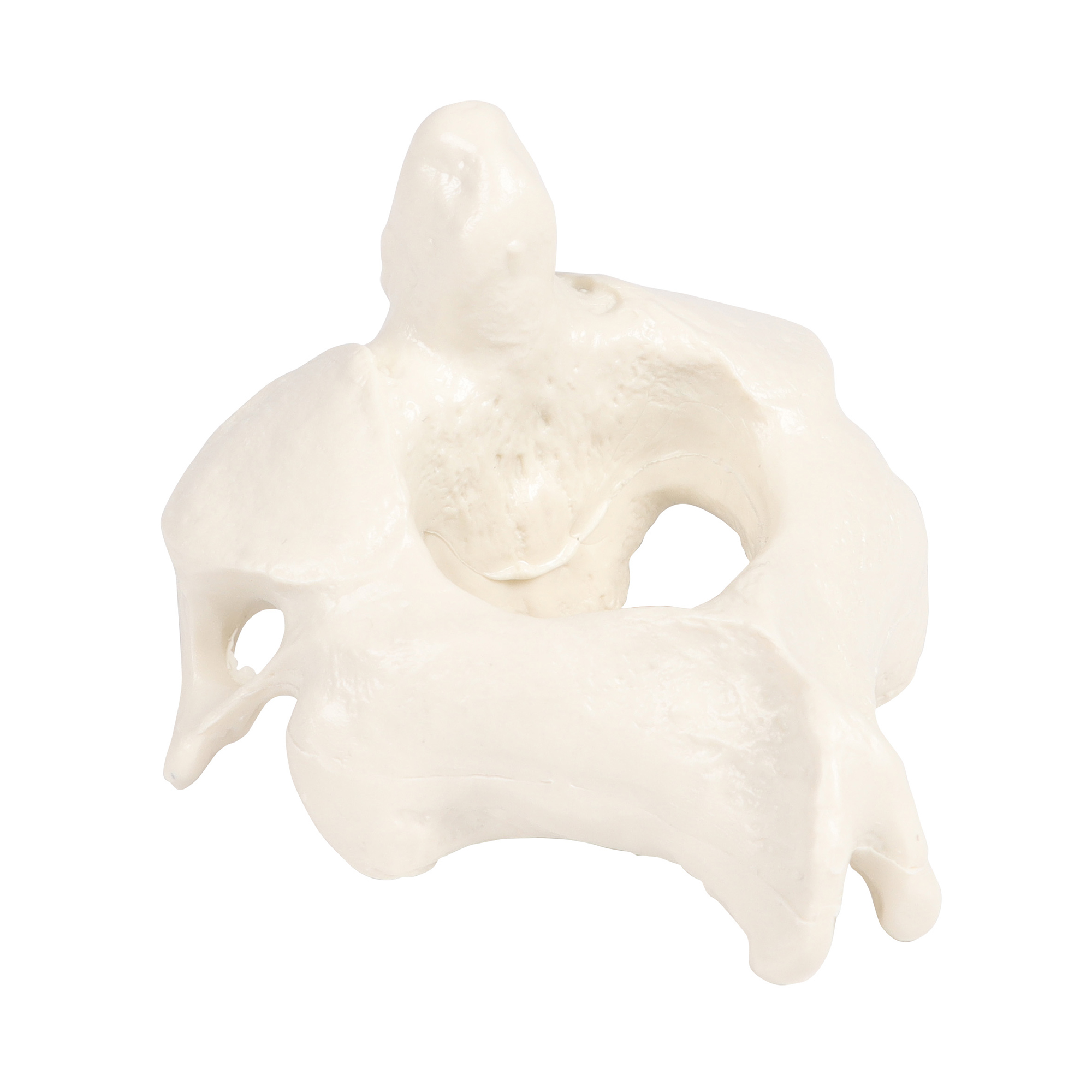 Erler Zimmer Male Vertebral Model, Single, TH4