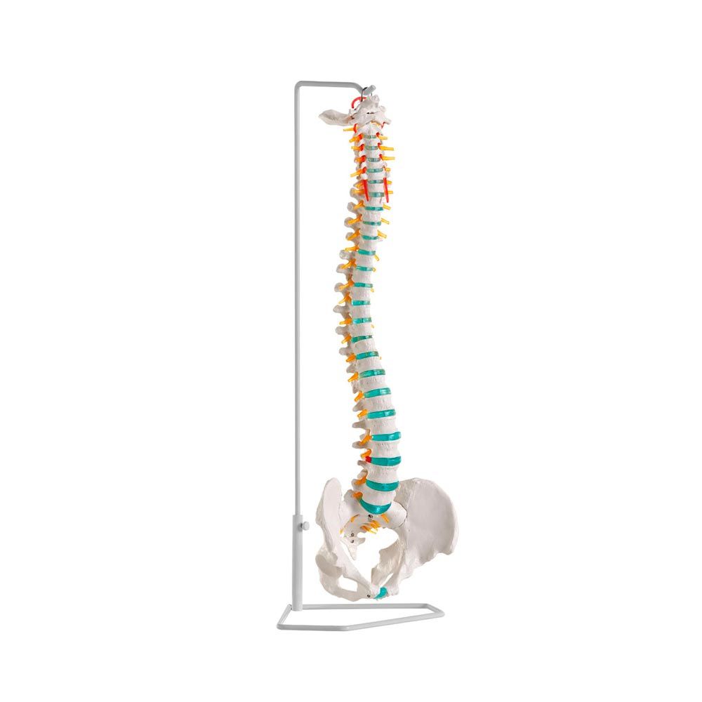 Erler Zimmer Flexible Vertrebral Column, Different Variants