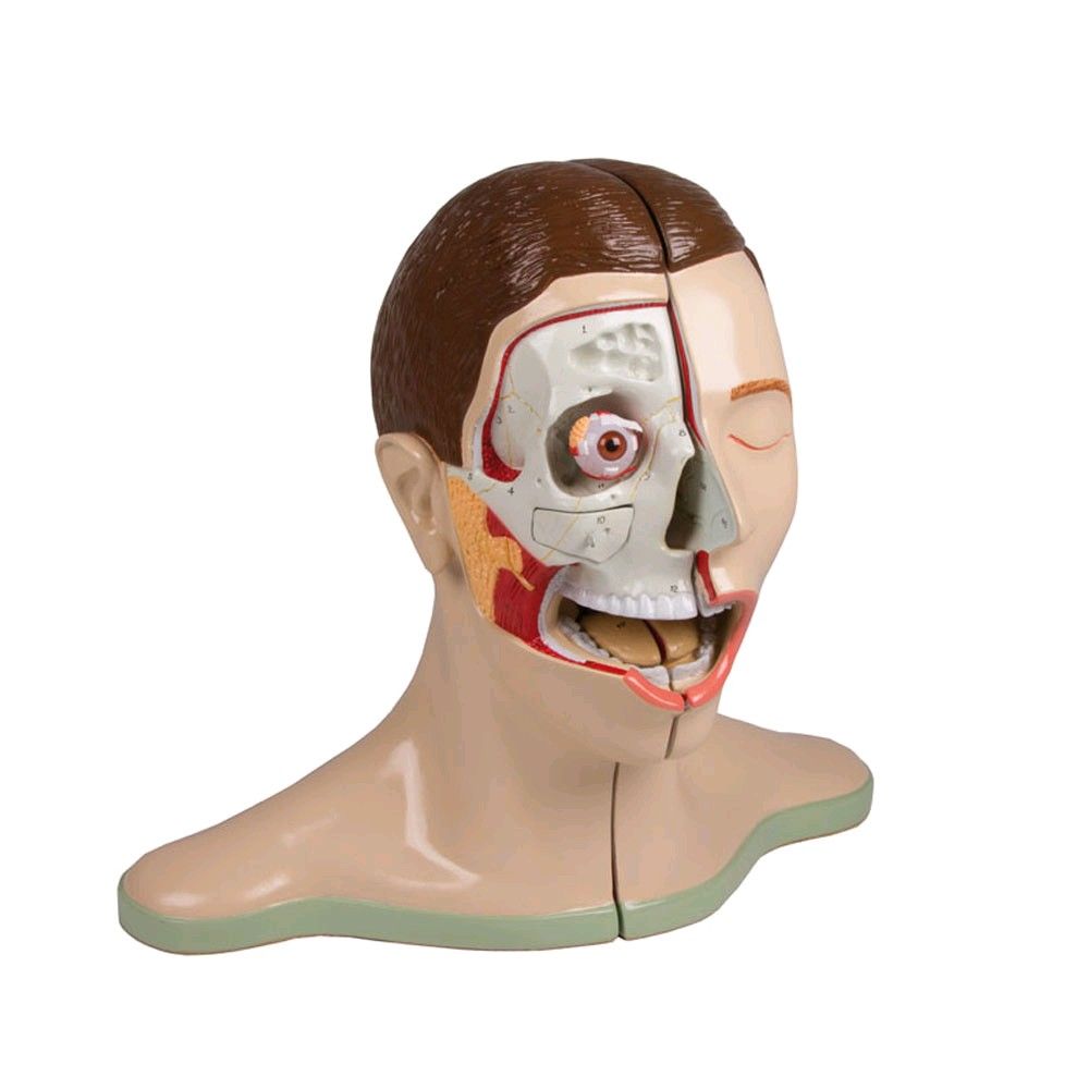 Head and neck model Erler Zimmer, median section, 5-piece