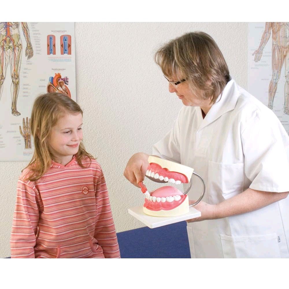 Dental care model Erler Zimmer, 3 times life size, incl. Toothbrush