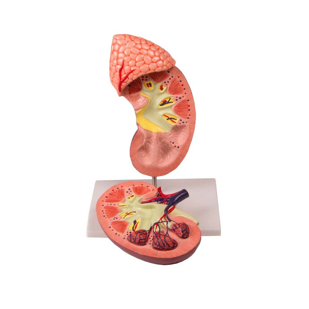 Erler Zimmer Model - Kidney w. Adrenal Gland, 2 Times Sized, 2-Part
