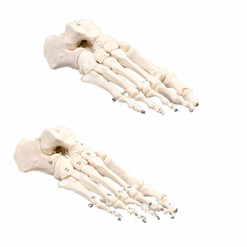 Erler Zimmer Foot Skeleton, Movable, Different Variants