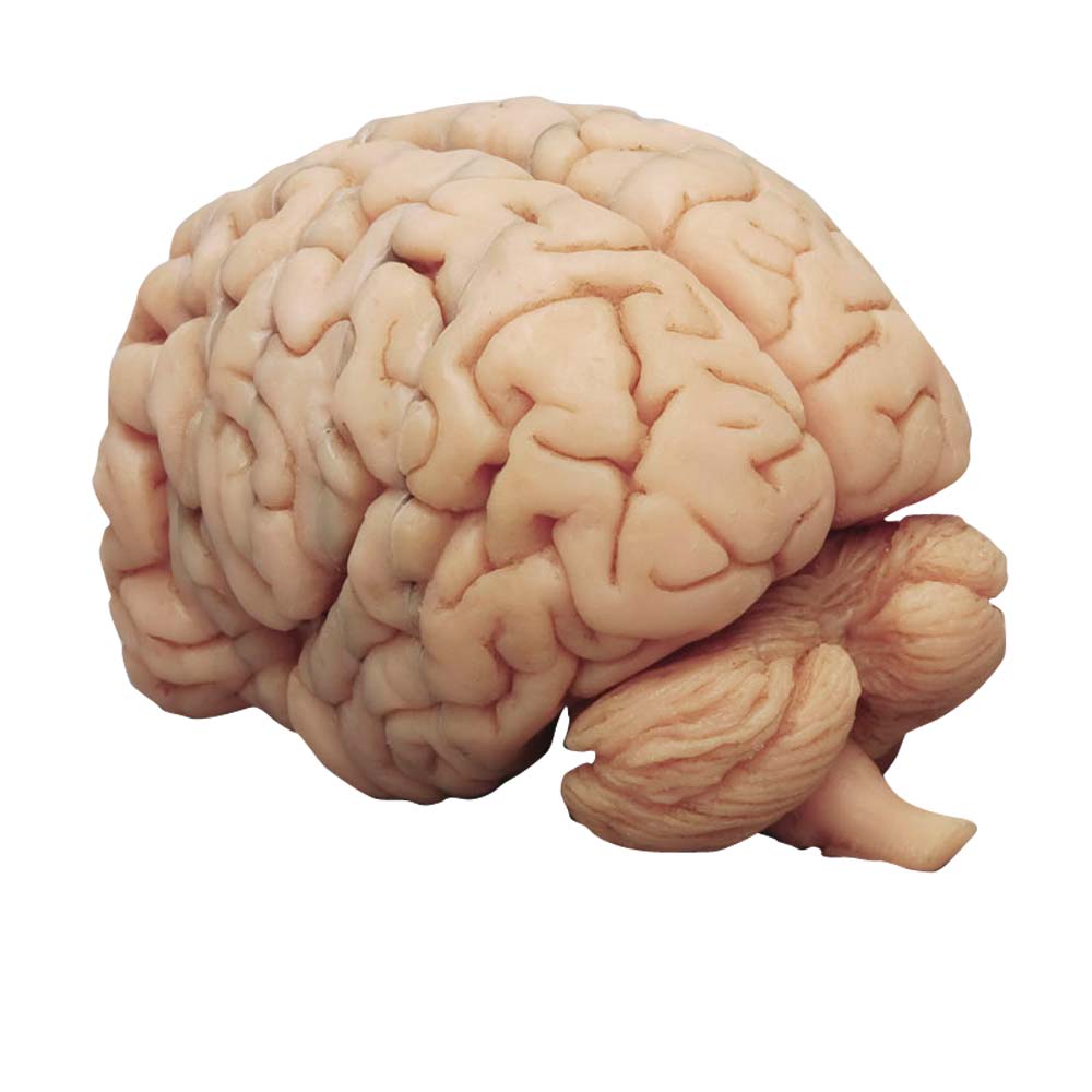 Erler Zimmer Model - Human Brain Multiple Frontal Sections