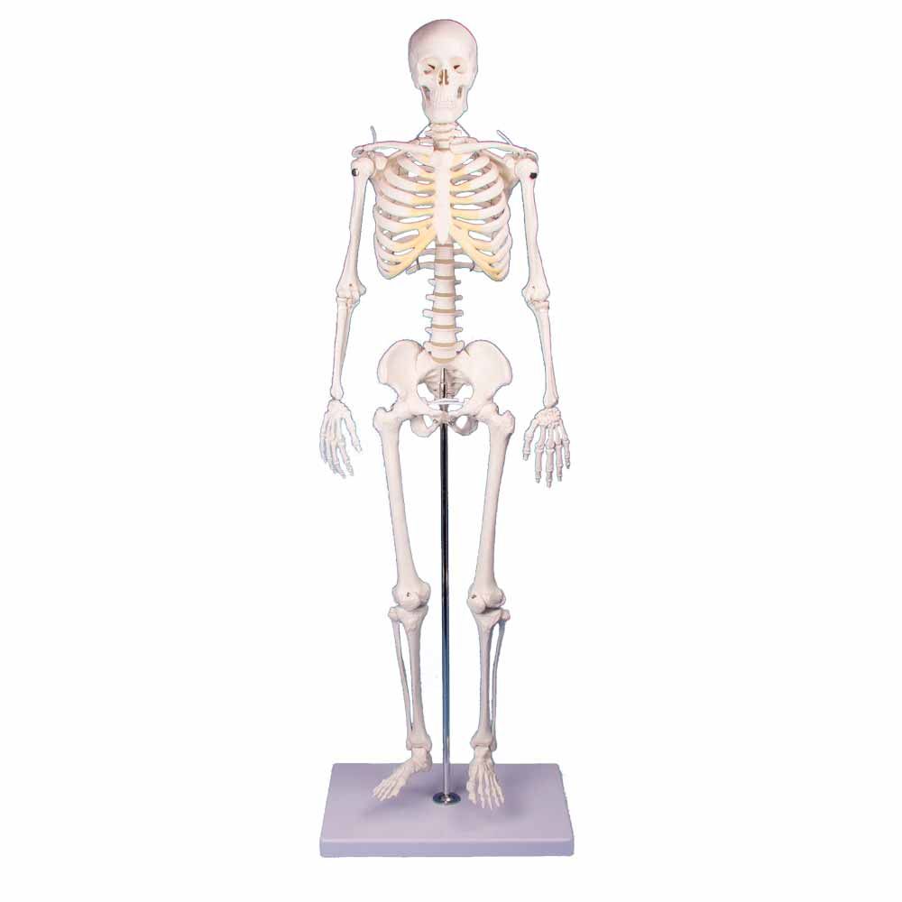 Erler Zimmer Miniature Skeleton "Tom"