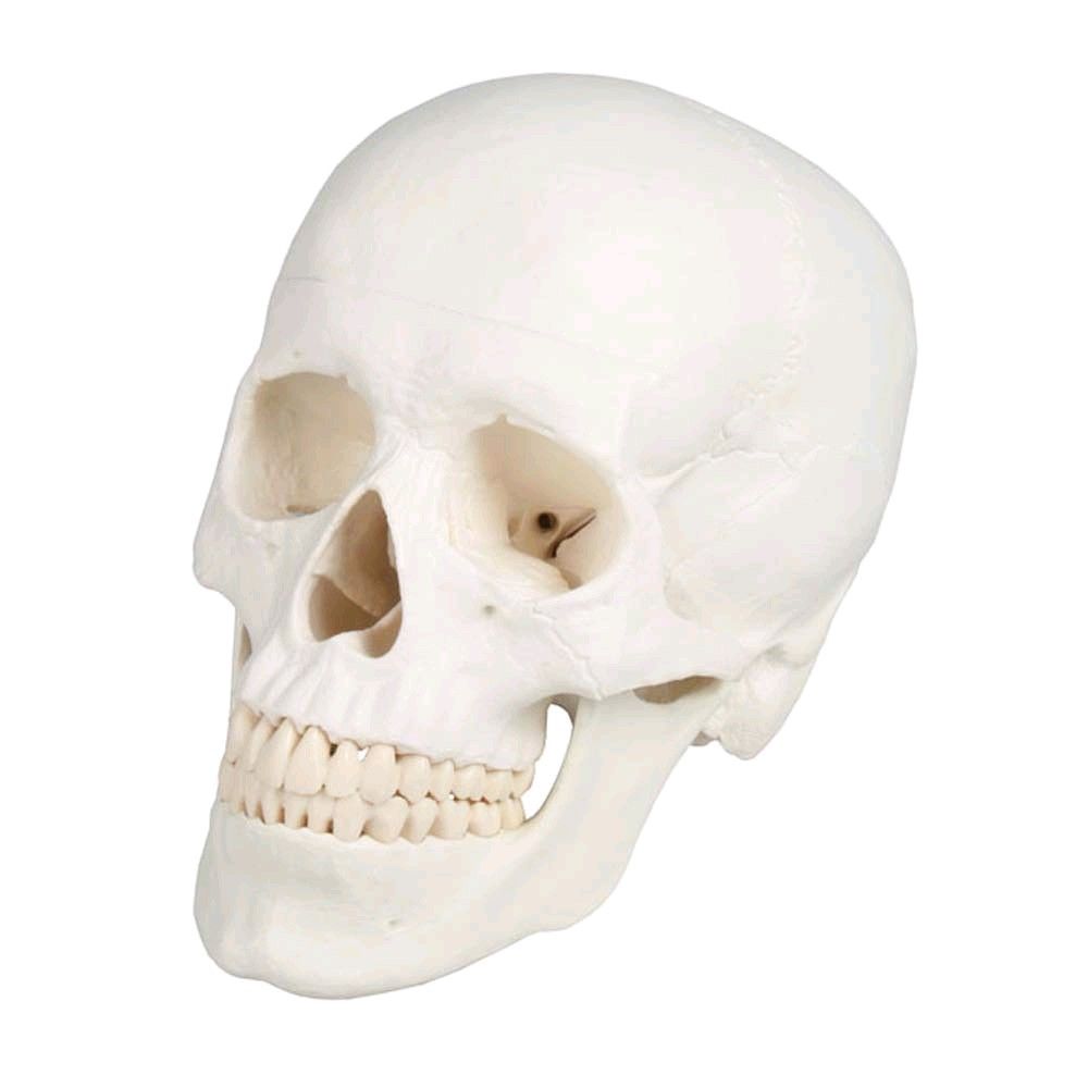 Erler Zimmer Skull model 3-parts, anatomical, skeleton, life-size