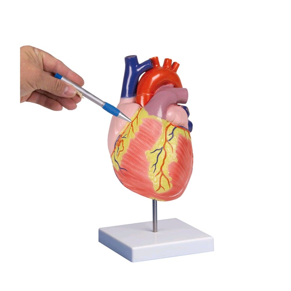 Erler Zimmer Heart model, 2 parts, unbreakable, 2 times life size