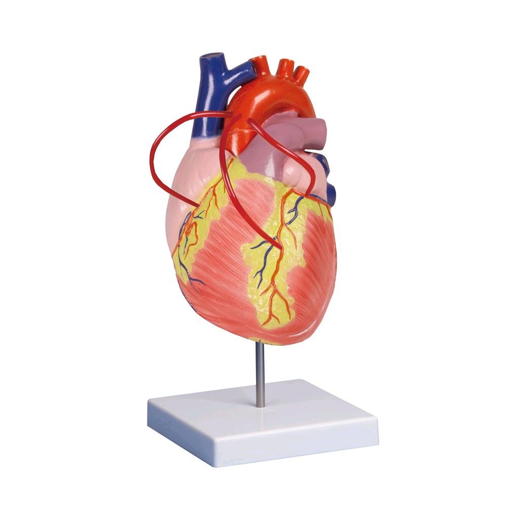 Erler Zimmer Heart model, Bypass, 2 part, 2 times life size, tripod