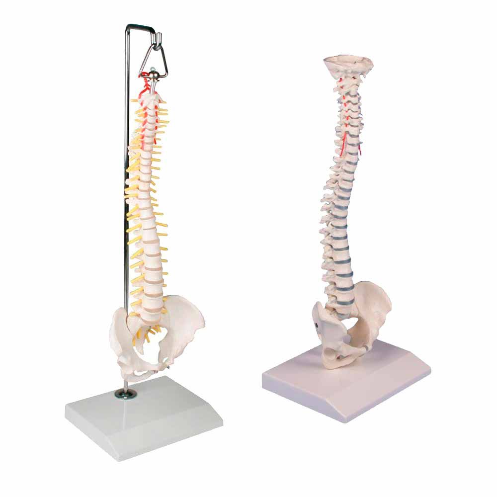 Erler Zimmer Miniature Spinal Column, Different Variants
