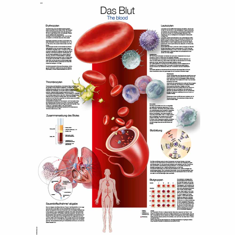 Erler Zimmer Anatomical Chart "The Blood", 50x70cm