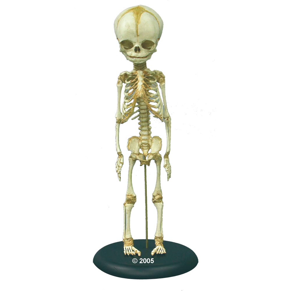 Erler Zimmer Fetus Skeleton, 30. Week, not Movable