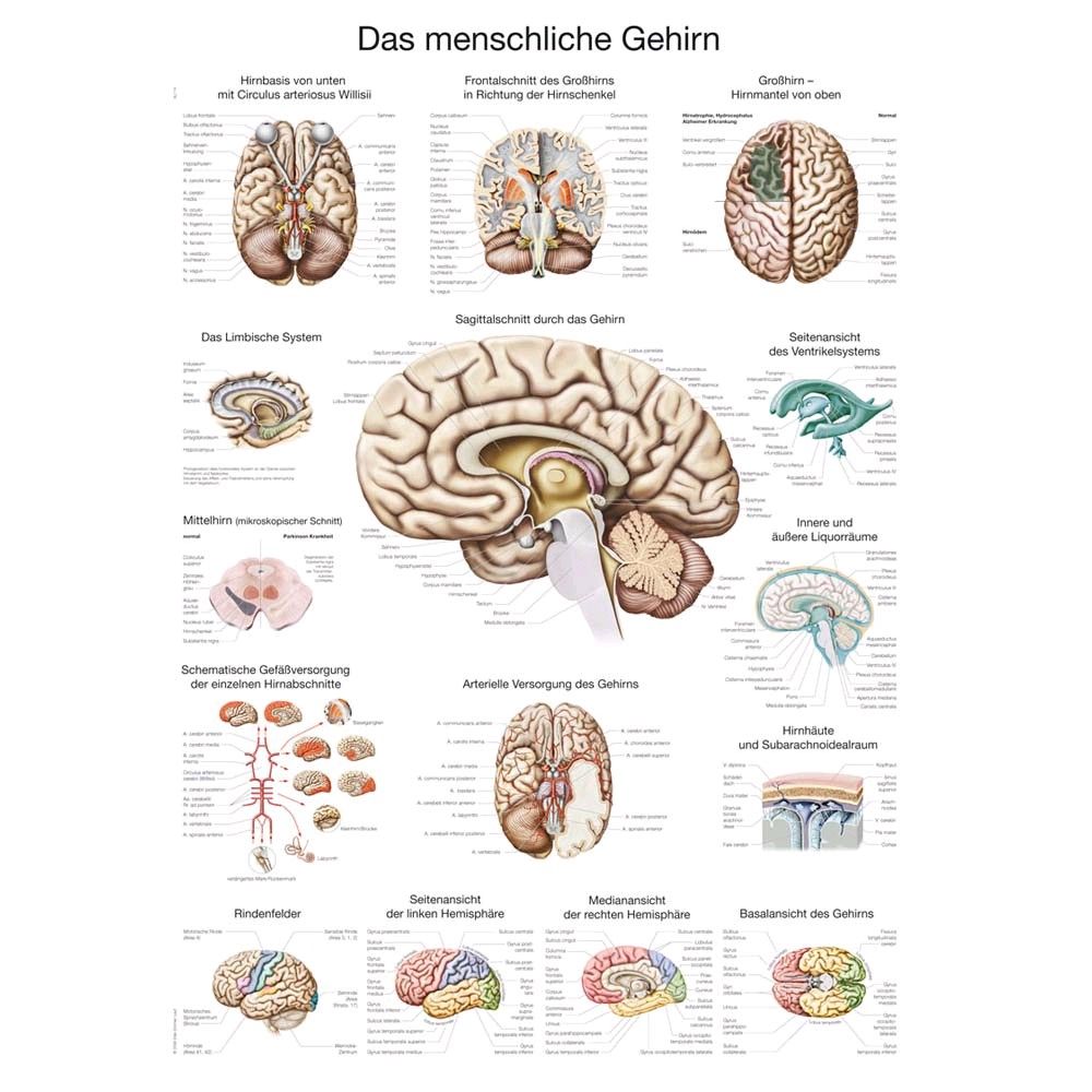 Erler Zimmer The human brain anatomical posters, german, 50x70cm