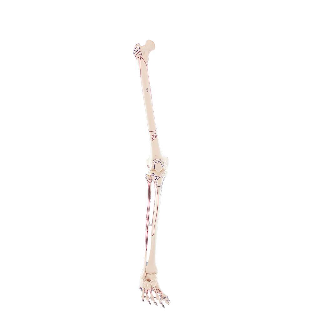 Erler Zimmer Leg Skeleton, Dismountable, with Muscle Markings