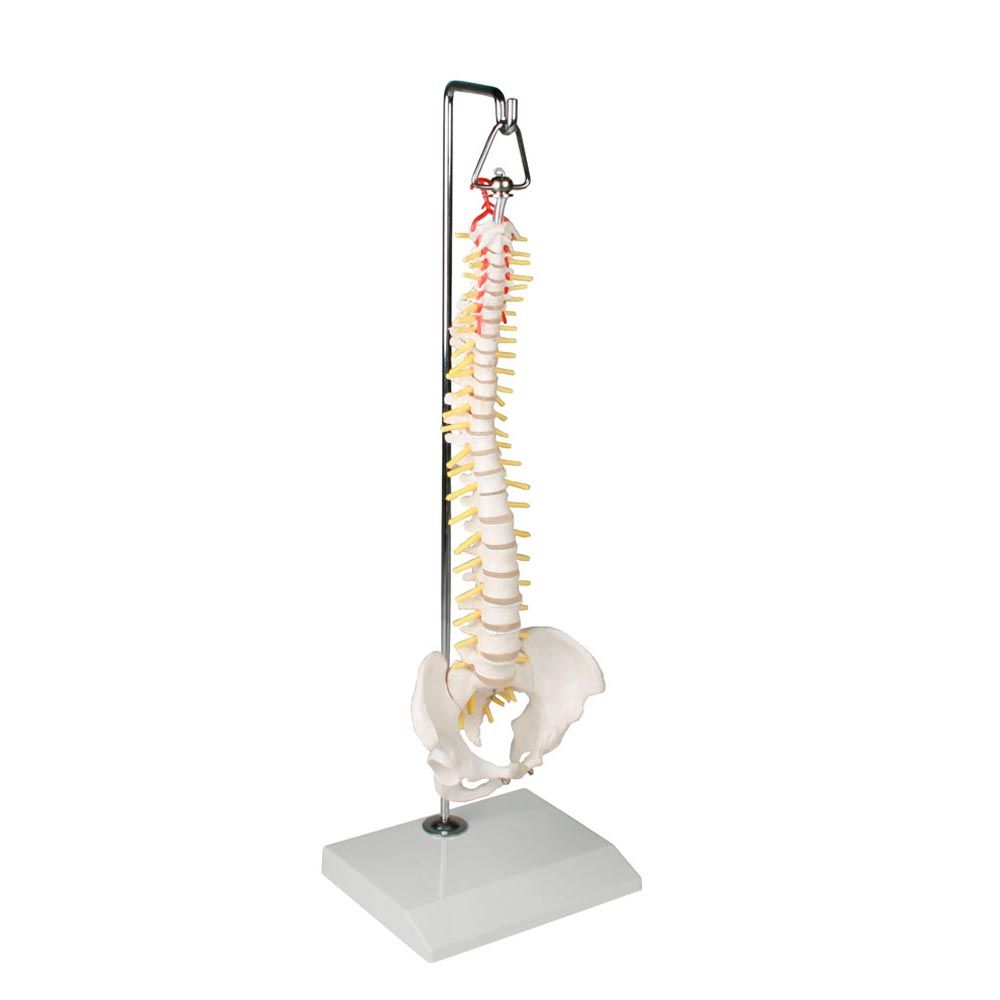 Erler Zimmer Miniature Spinal Column, Hanging Stand