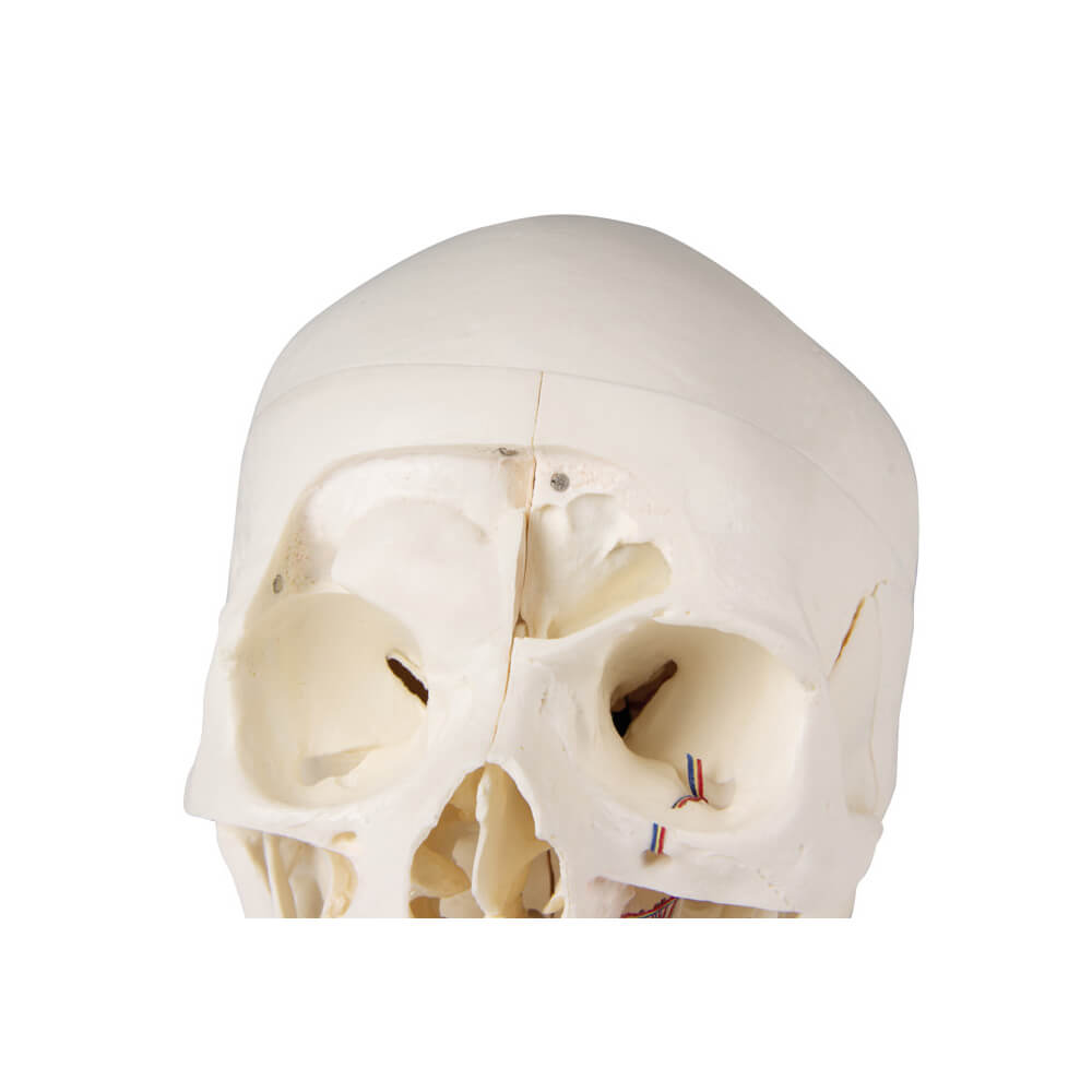 Luxury demonstration skull, 14 pieces, skull model from Erler Zimmer