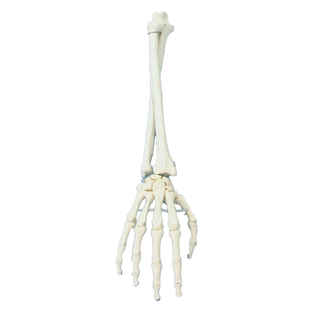 Erler Zimmer Hand with Lower Arm Skeleton Model