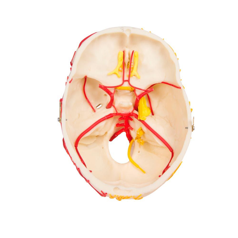 Erler Zimmer Model, Neurovascular Skull with Brain