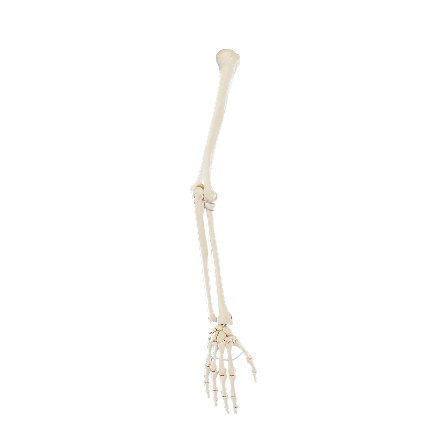 Erler Zimmer Arm Skeleton with Hand