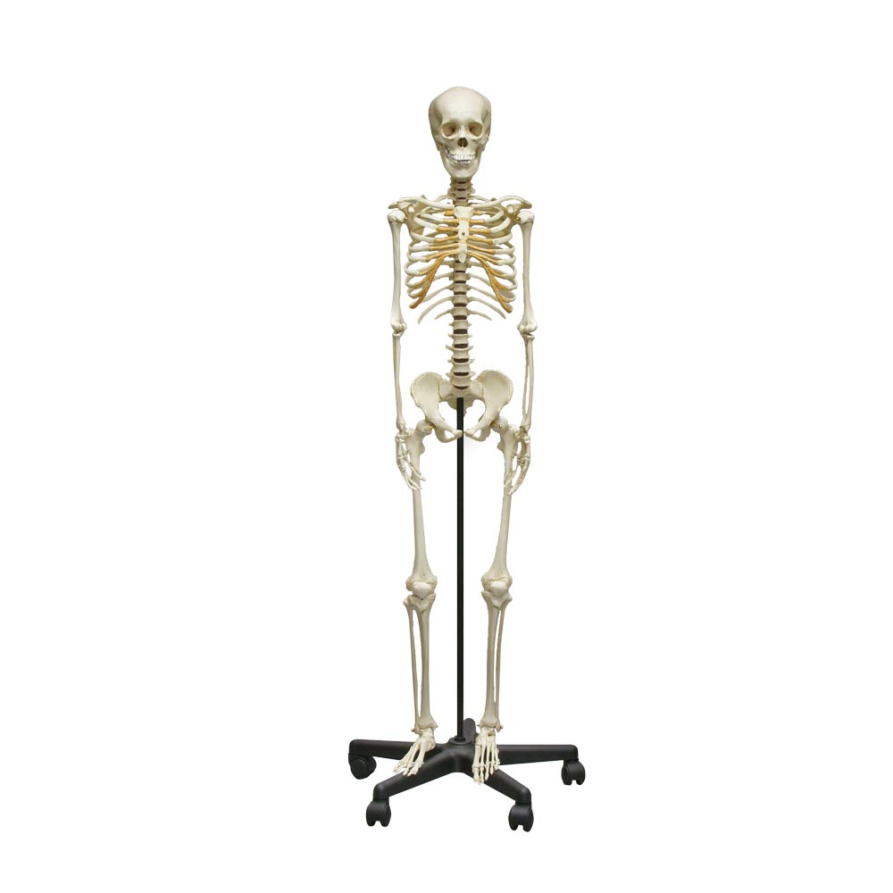 Erler Zimmer Assembled Adolescent Skeleton
