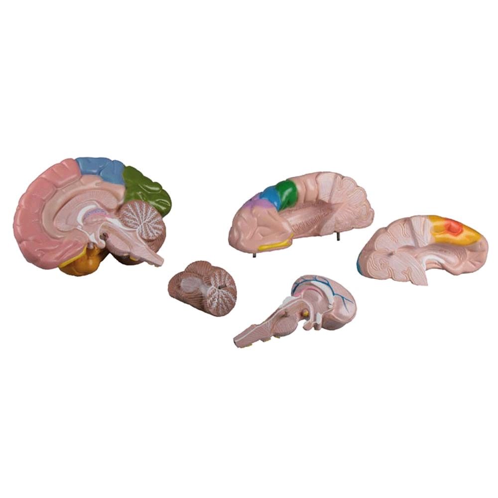 colored brain model Erler Zimmer, 5-piece live large teaching map