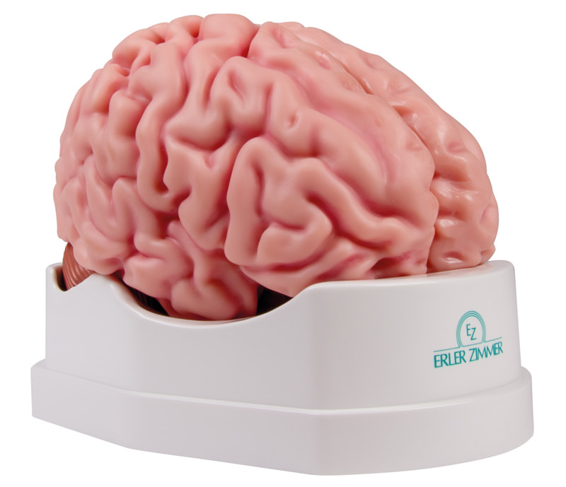 Brain model Erler Zimmer, 5-piece, life-size, incl. Teaching map