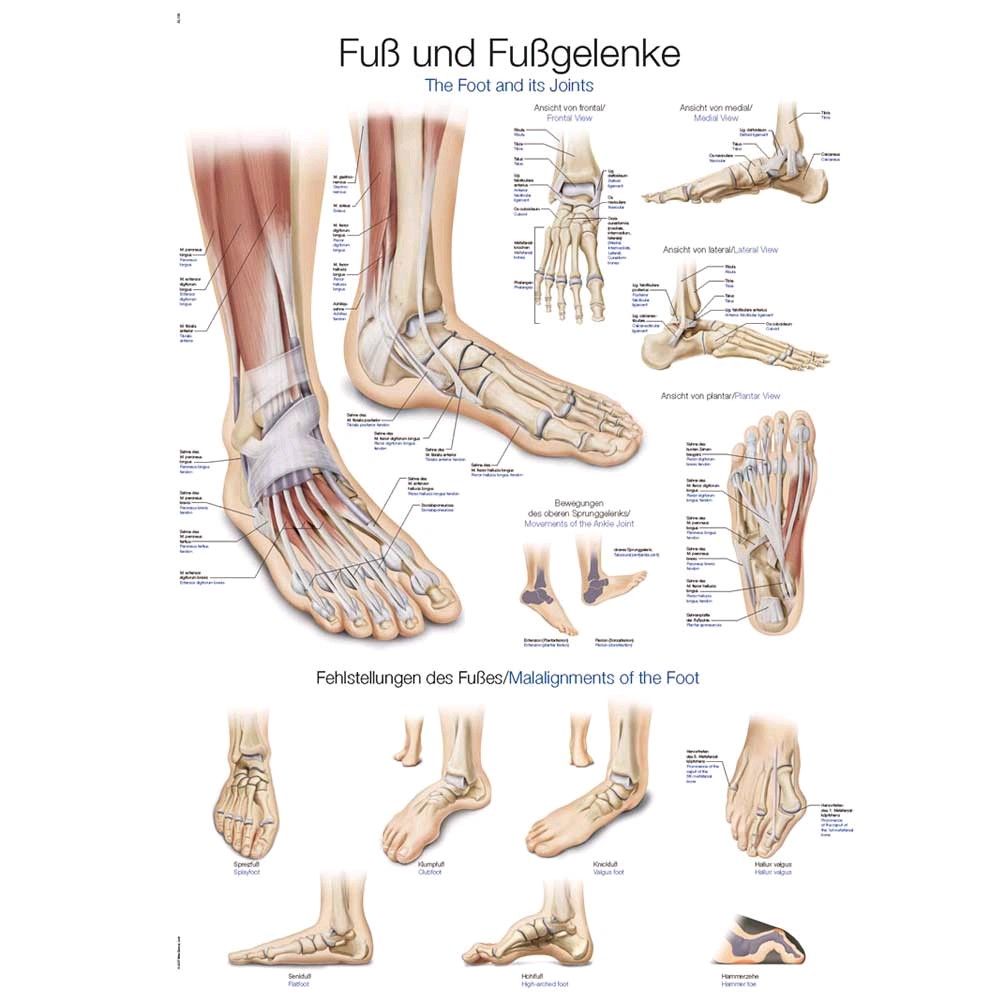 Erler Zimmer feet and ankles anatomical posters, 70x100cm