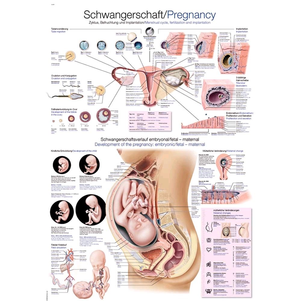 Erler Zimmer "pregnancy" anatomical charts, 50x70cm