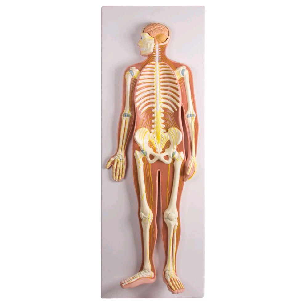 Erler Zimmer, nervous system model, 1/2 size, open head, skeleton