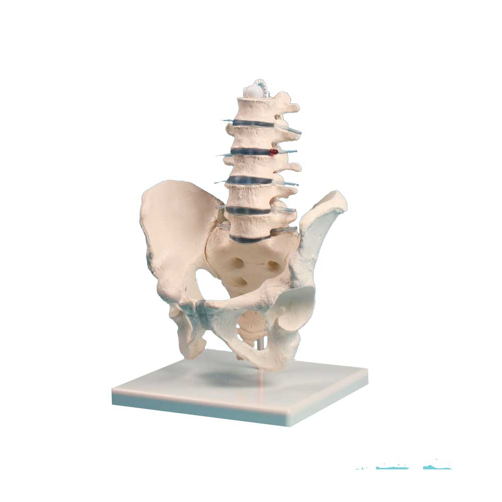 Erler Zimmer Lumbar Spine with Pelvis, Including Stand