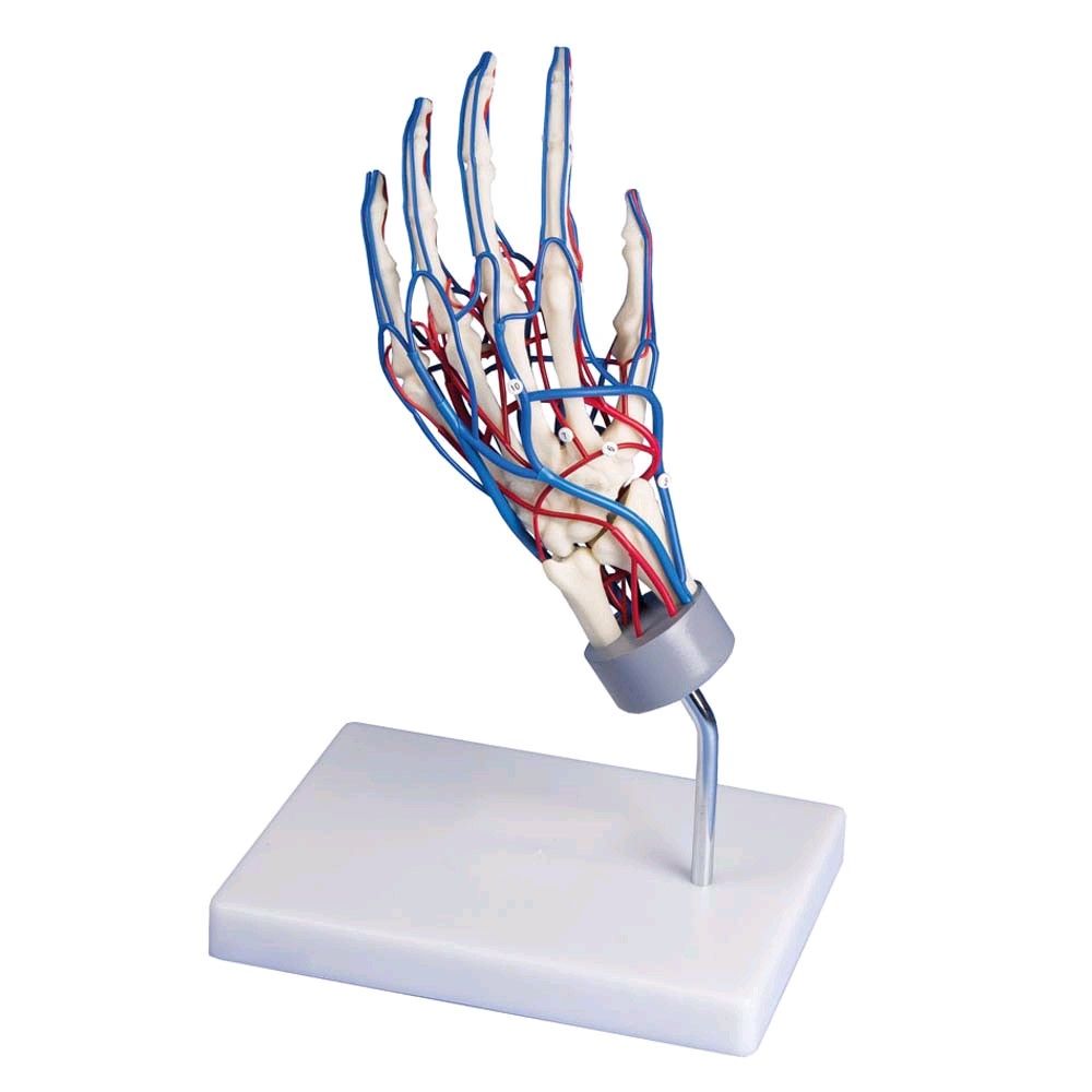 anatomical hand skeleton with vessels by Erler Zimmer rotatable tripod