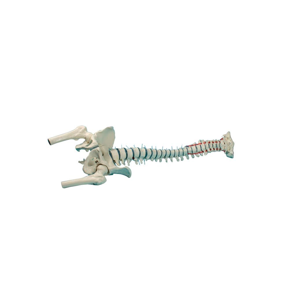 Erler Zimmer Standard Spine w. Prolapse and Pelvis, without Stand