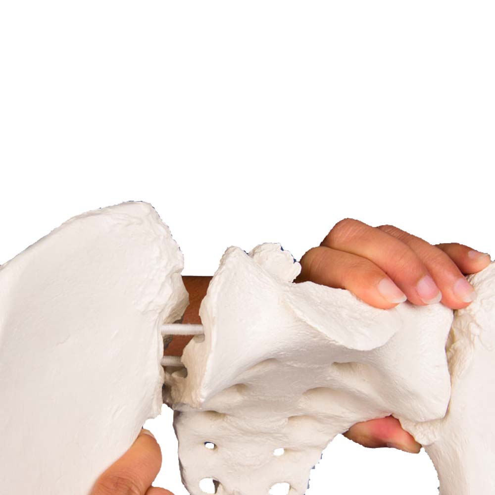 Erler Zimmer Modell - Female Pelvis with Sacrum, Movable