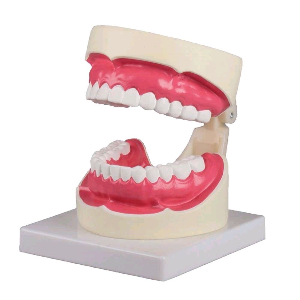 Dental care model Erler Zimmer, 1,5 times life size, incl. Toothbrush
