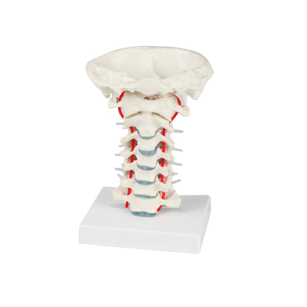 Erler Zimmer Model - Cervical Vertebral Column with Stand