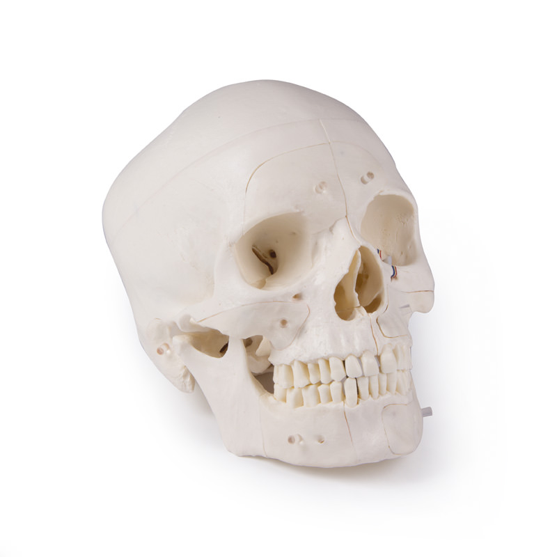 Erler Zimmer Model, Demonstration Skull, 14 Parts