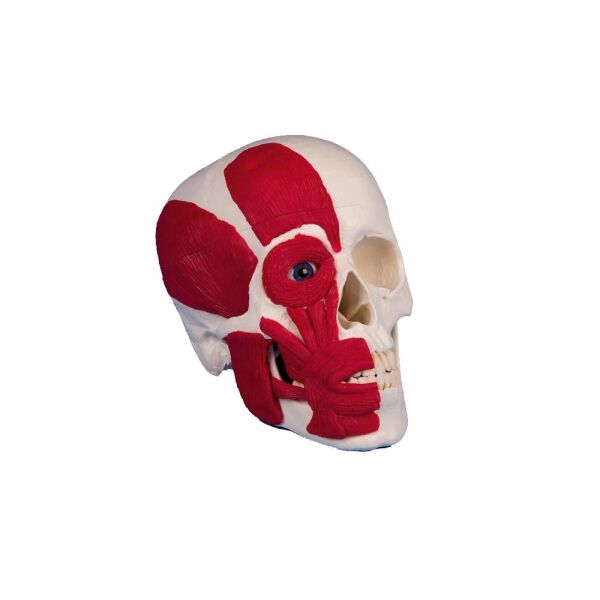 Skull Models