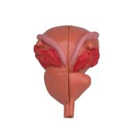 anatomical model of prostate by Erler Zimmer, 2-piece, 3/4 Size