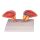 anatomical model of prostate by Erler Zimmer, 2-piece, 3/4 Size