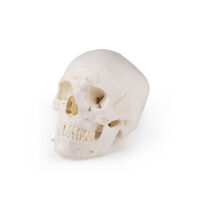 Luxury demonstration skull, 14 pieces, skull model from...