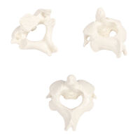 Erler Zimmer Male Vertebral Models from C1 to L5