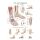 Erler Zimmer feet and ankles anatomical posters, size choice