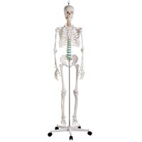Full body anatomy skeleton male, anatomically movable...