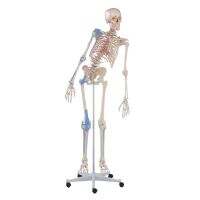 Erler Zimmer full-body skeleton anatomical 1.76 cm, different versions