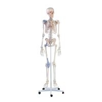 Erler Zimmer full-body skeleton anatomical 1.76 cm, different versions