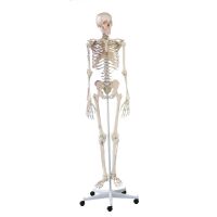 Erler Zimmer full-body skeleton anatomical 1.76 cm, different versions