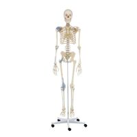 Erler Zimmer full-body skeleton anatomical 1.76 cm, different versions