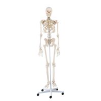 Erler Zimmer full-body skeleton anatomical 1.76 cm, different versions