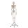 Erler Zimmer full-body skeleton anatomical 1.76 cm, different versions